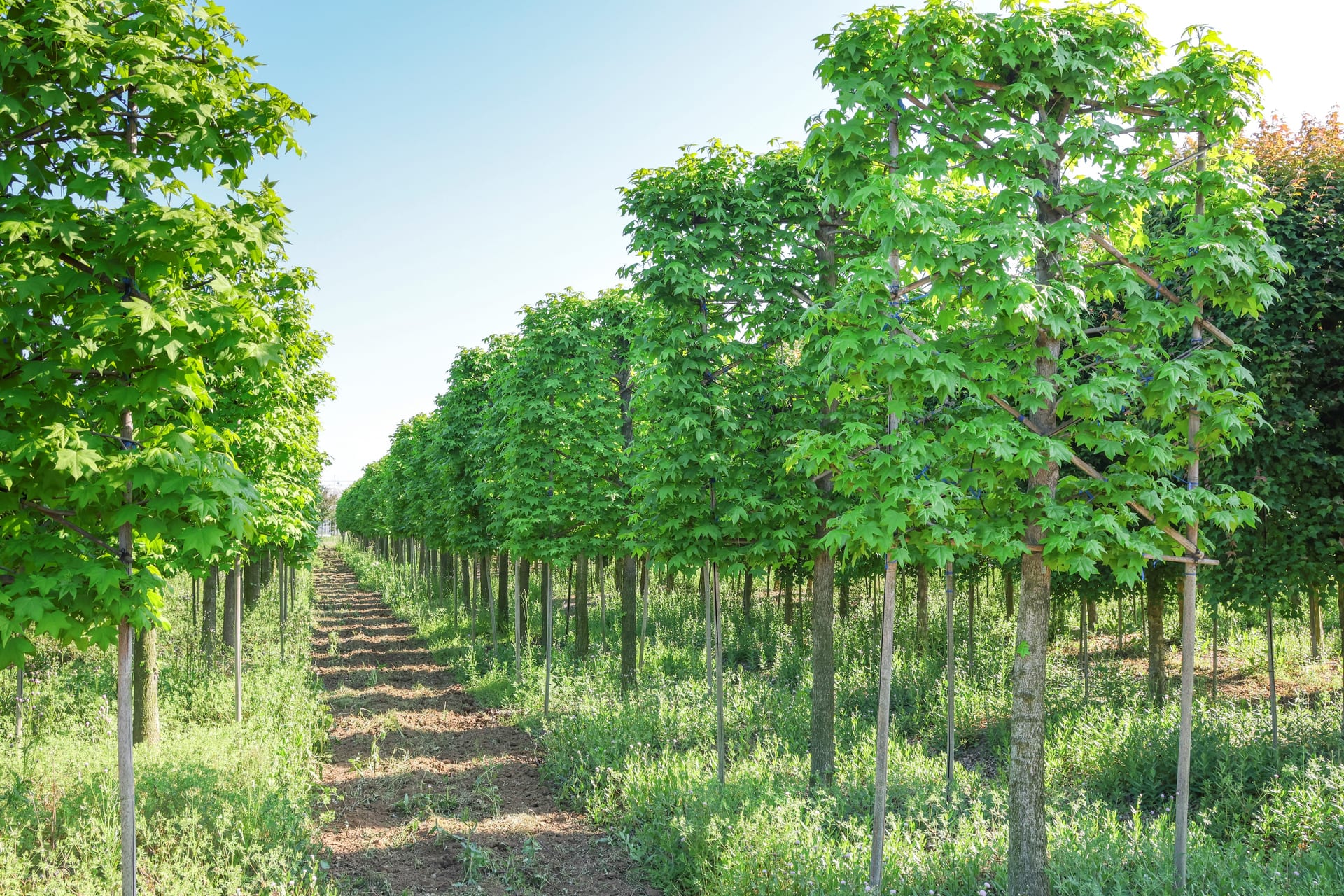Liquidambar styraciflua（北美枫香）