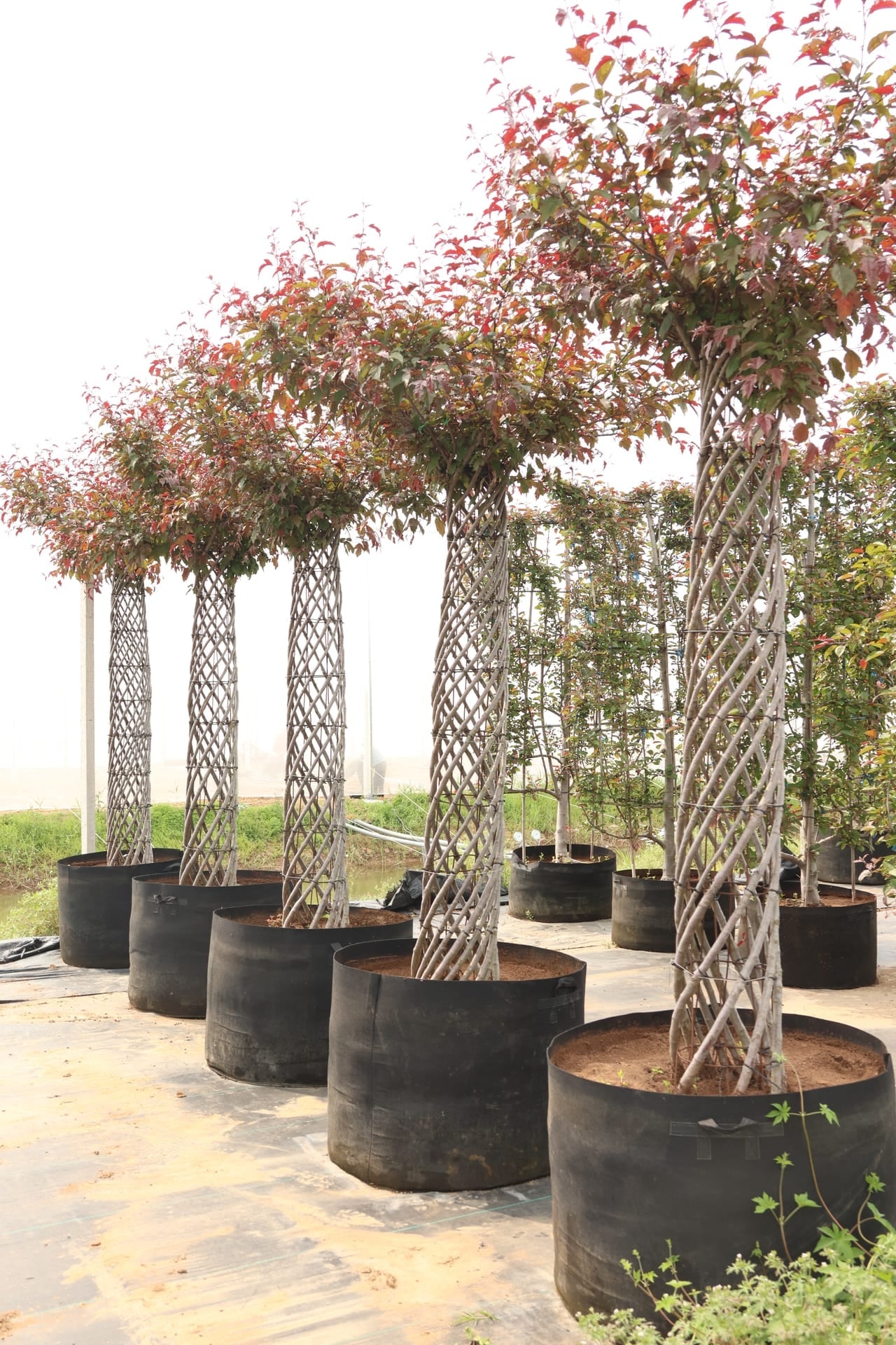 Malus 'American'（北美海棠）