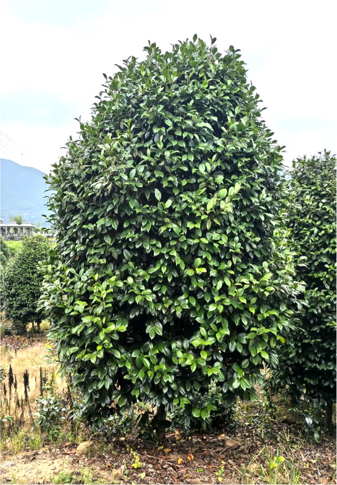 Camellia japonica（茶花）