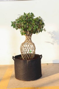 茶花 3