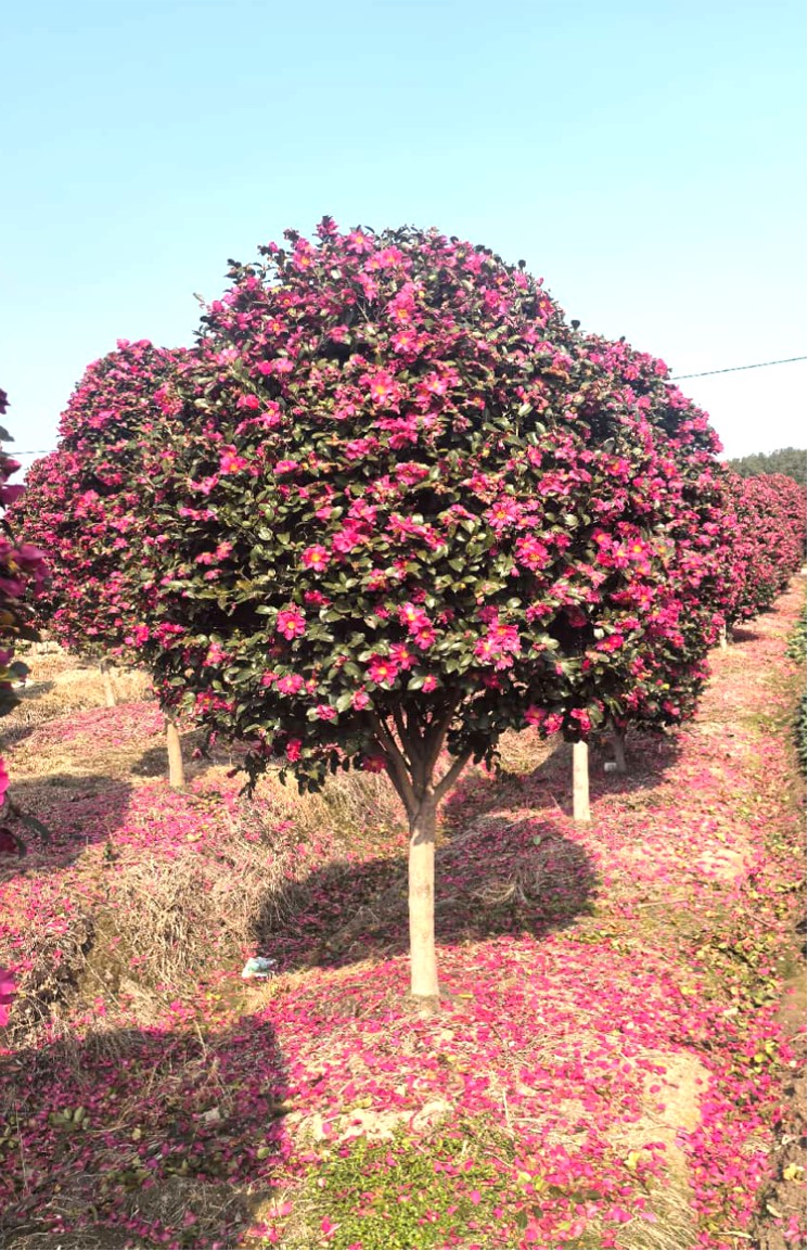 Camellia sasanqua（茶梅）