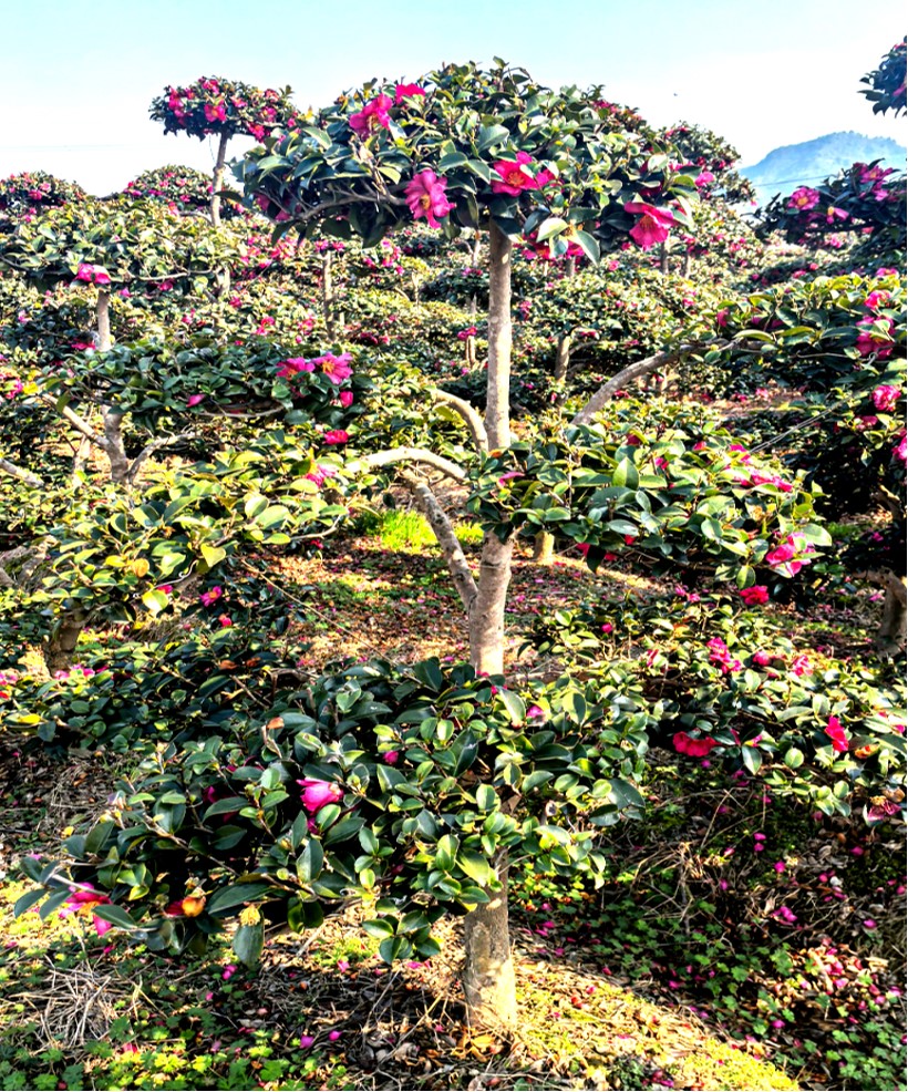 茶梅 3