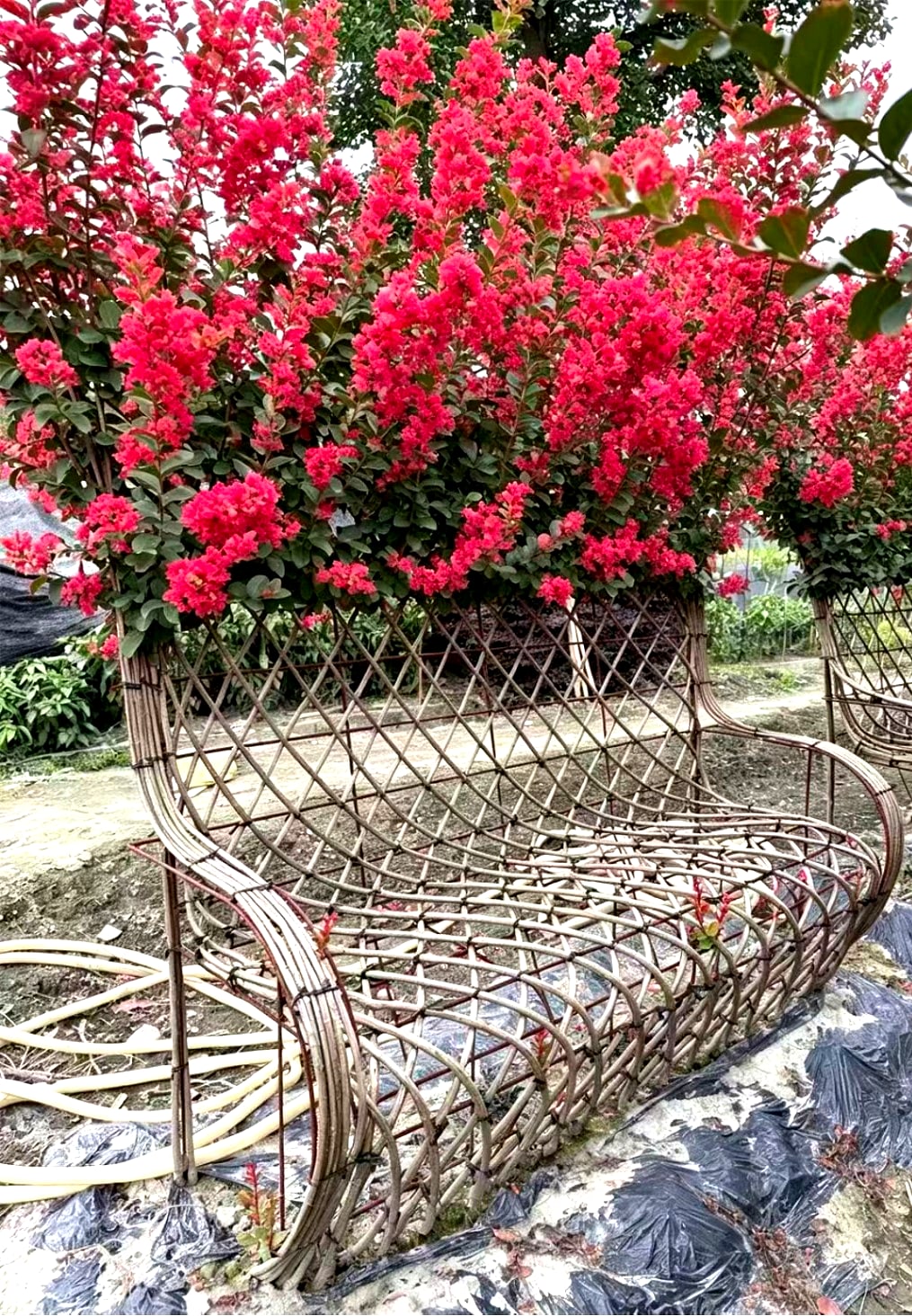 Lagerstroemia indica 'Chuan Hong'（川红紫薇）