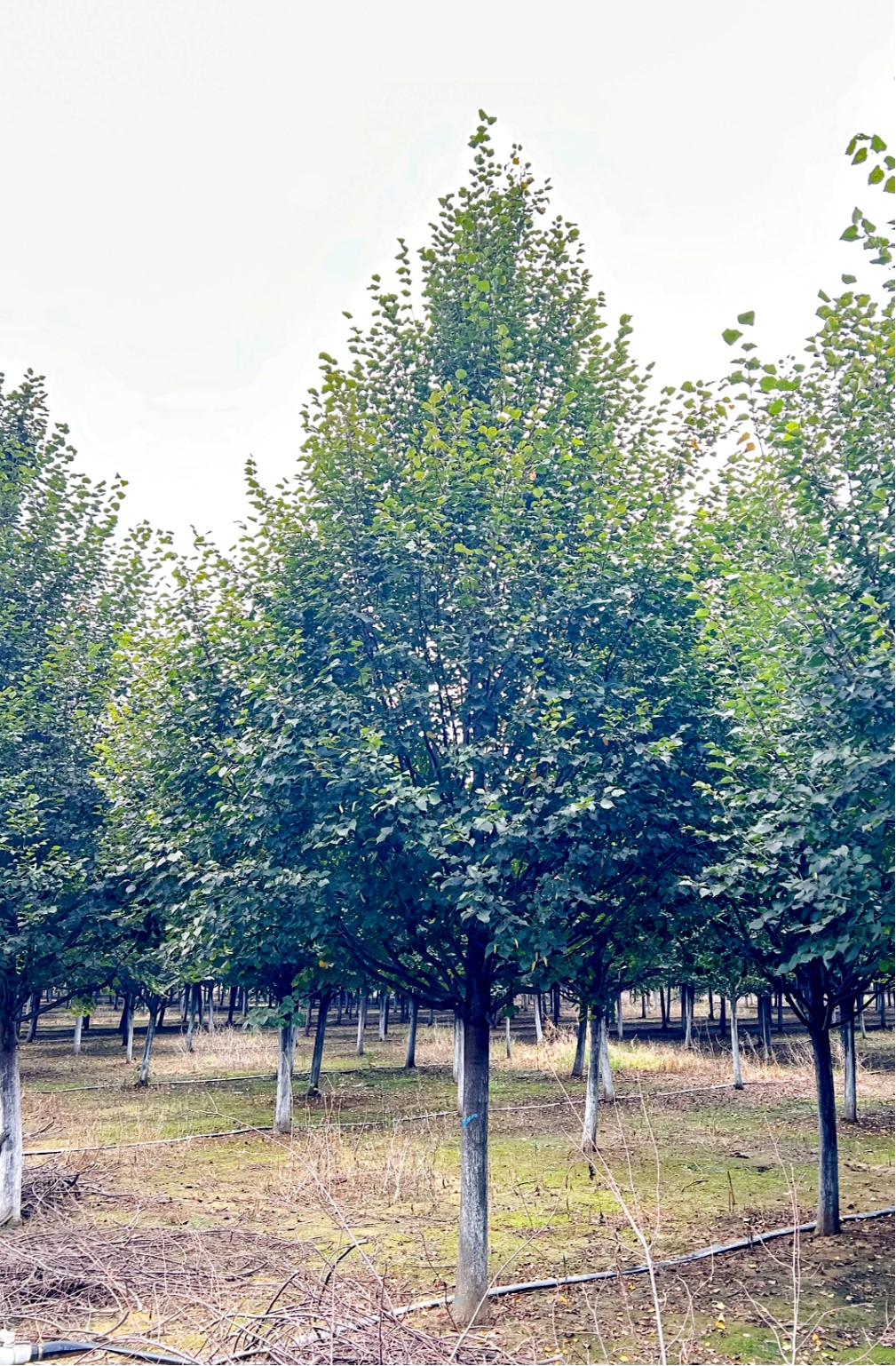 Tilia tuan（椴树）