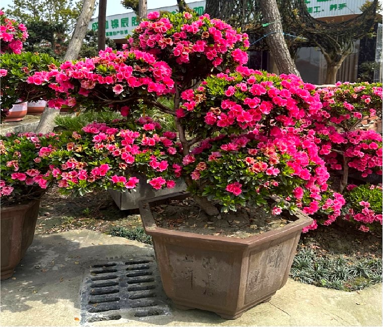 Azalea 1