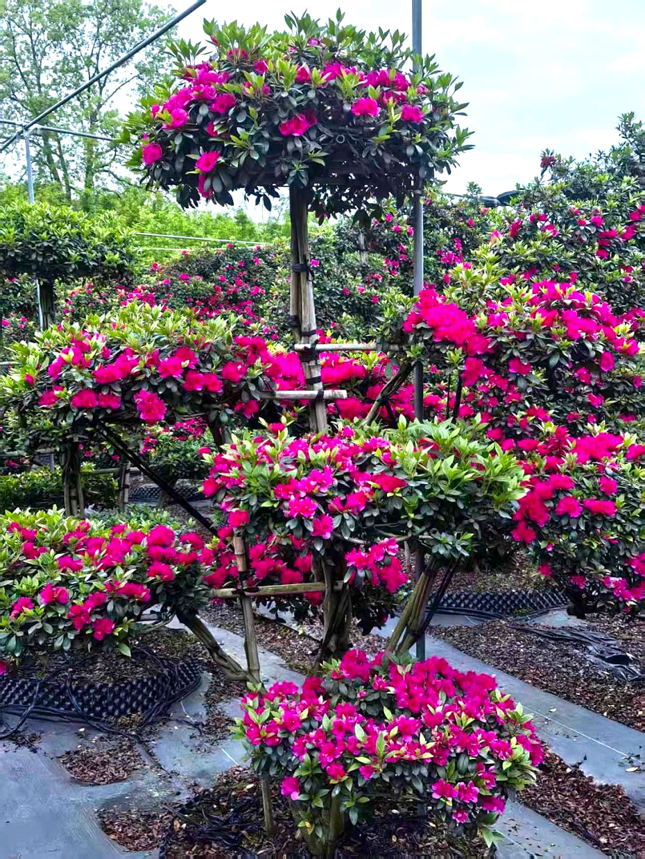 Azalea 2