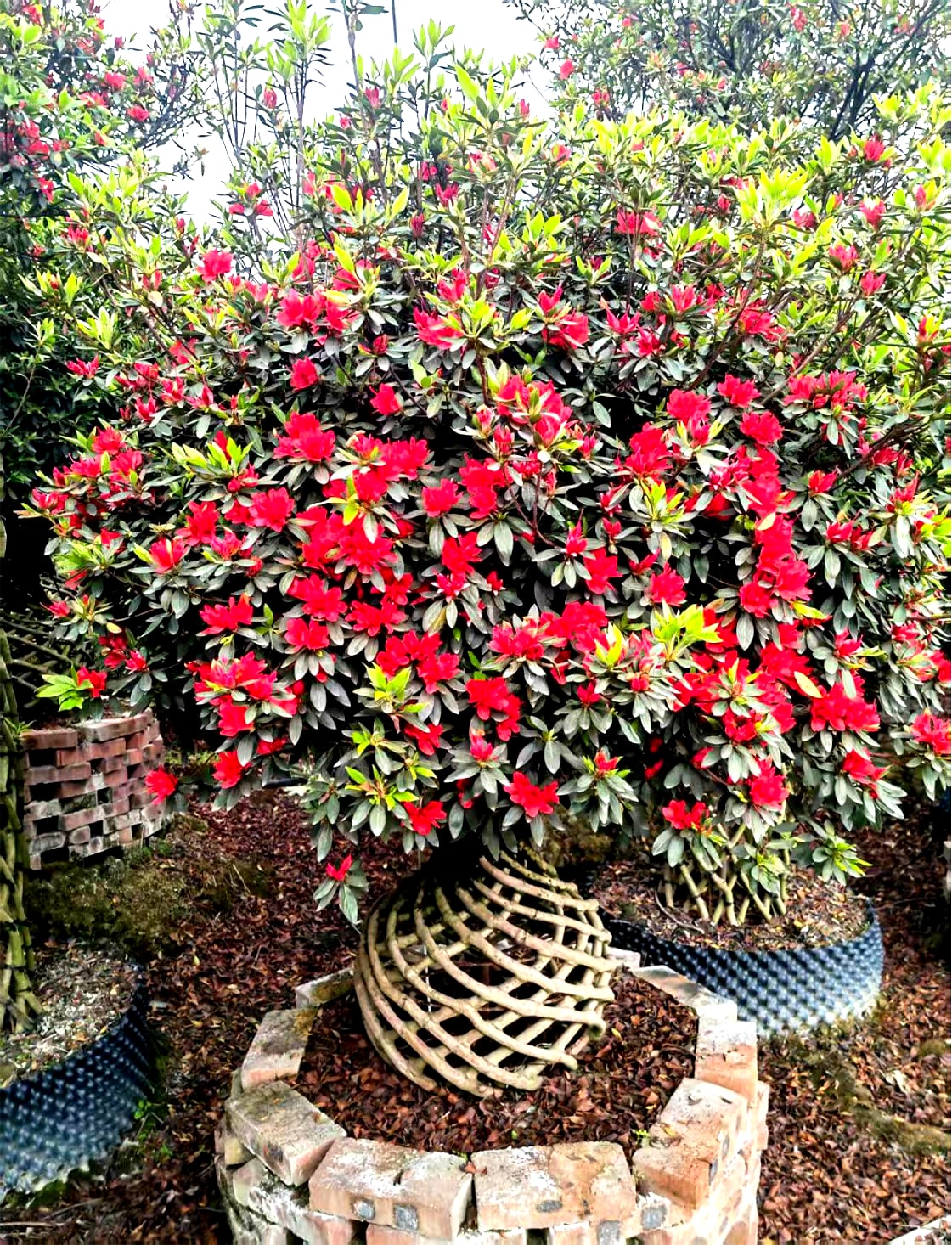 Azalea 3