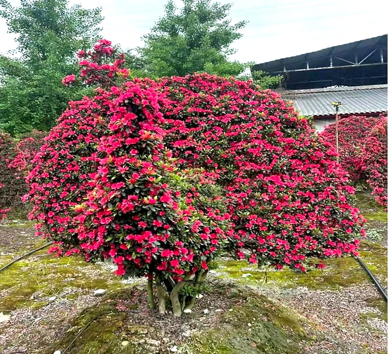 Azalea 4