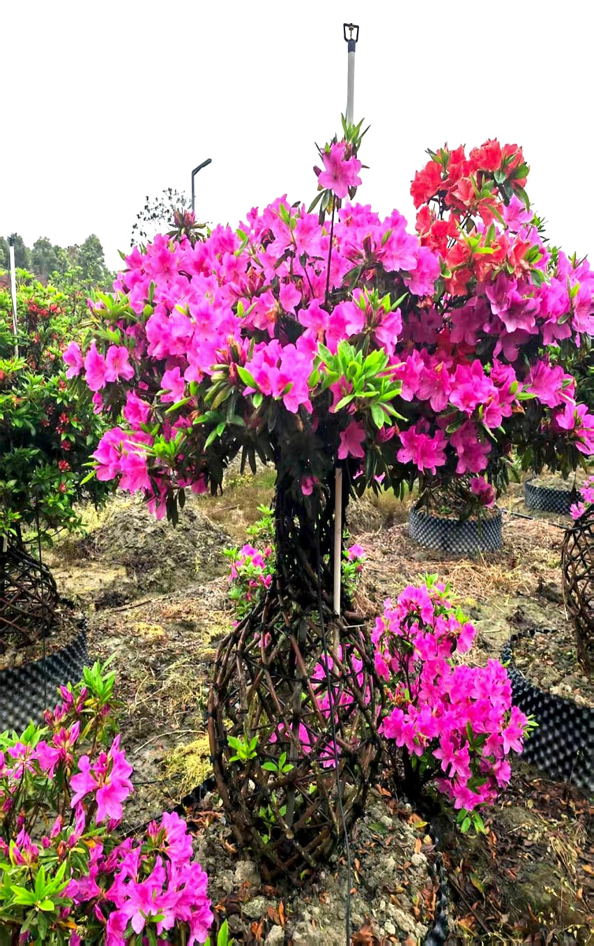 Azalea 6
