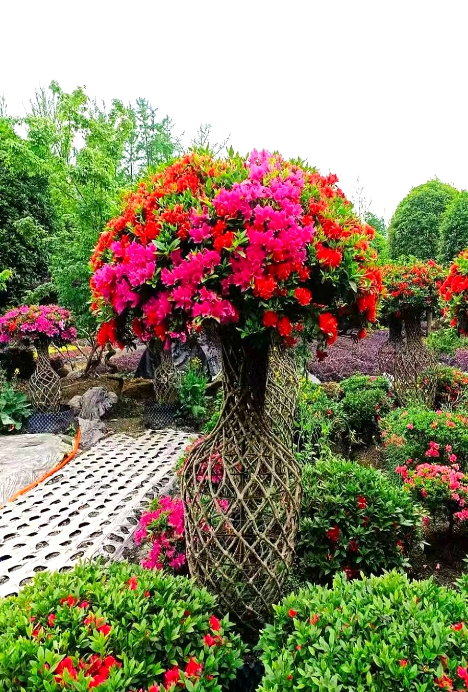 Azalea 7