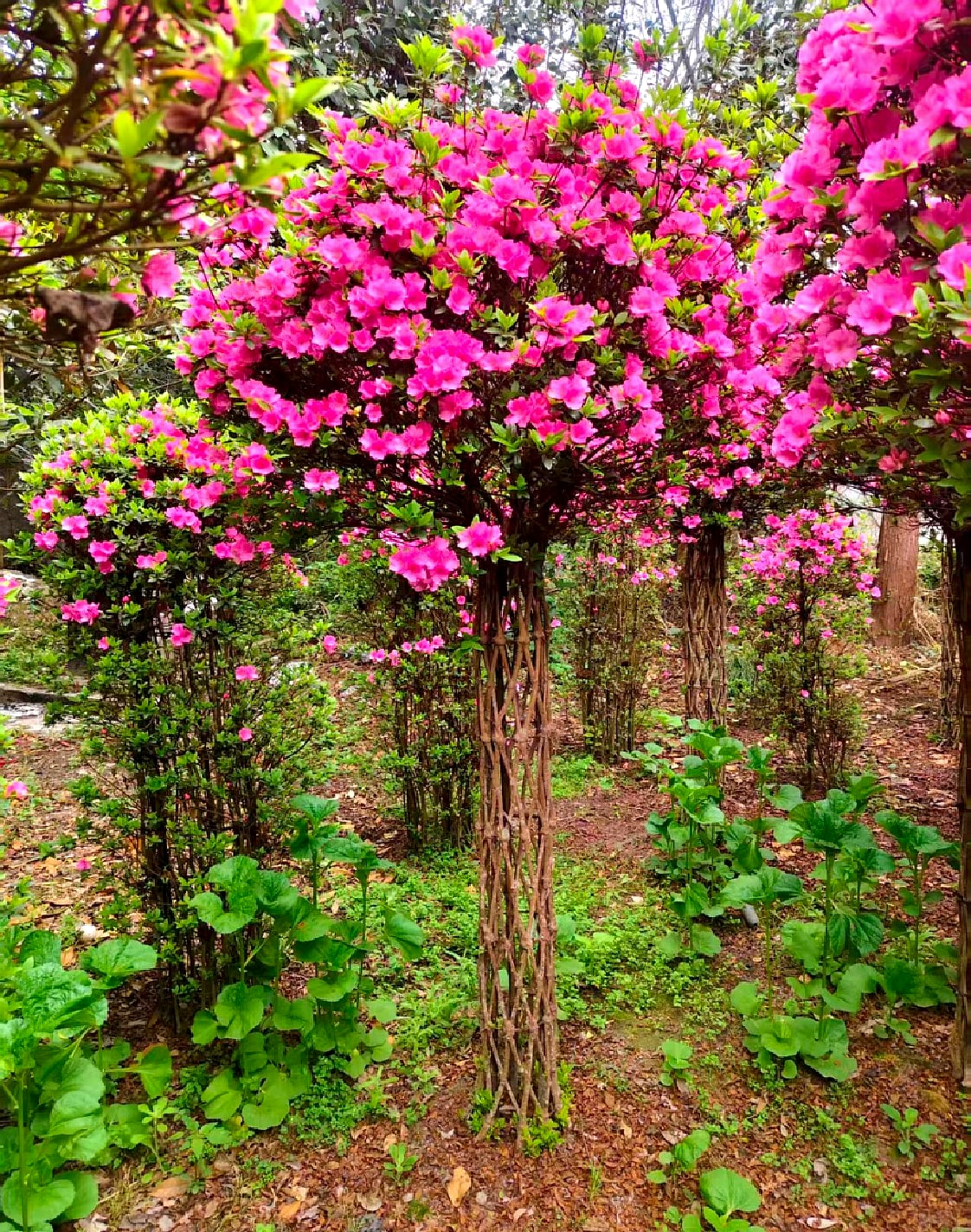 Azalea 8