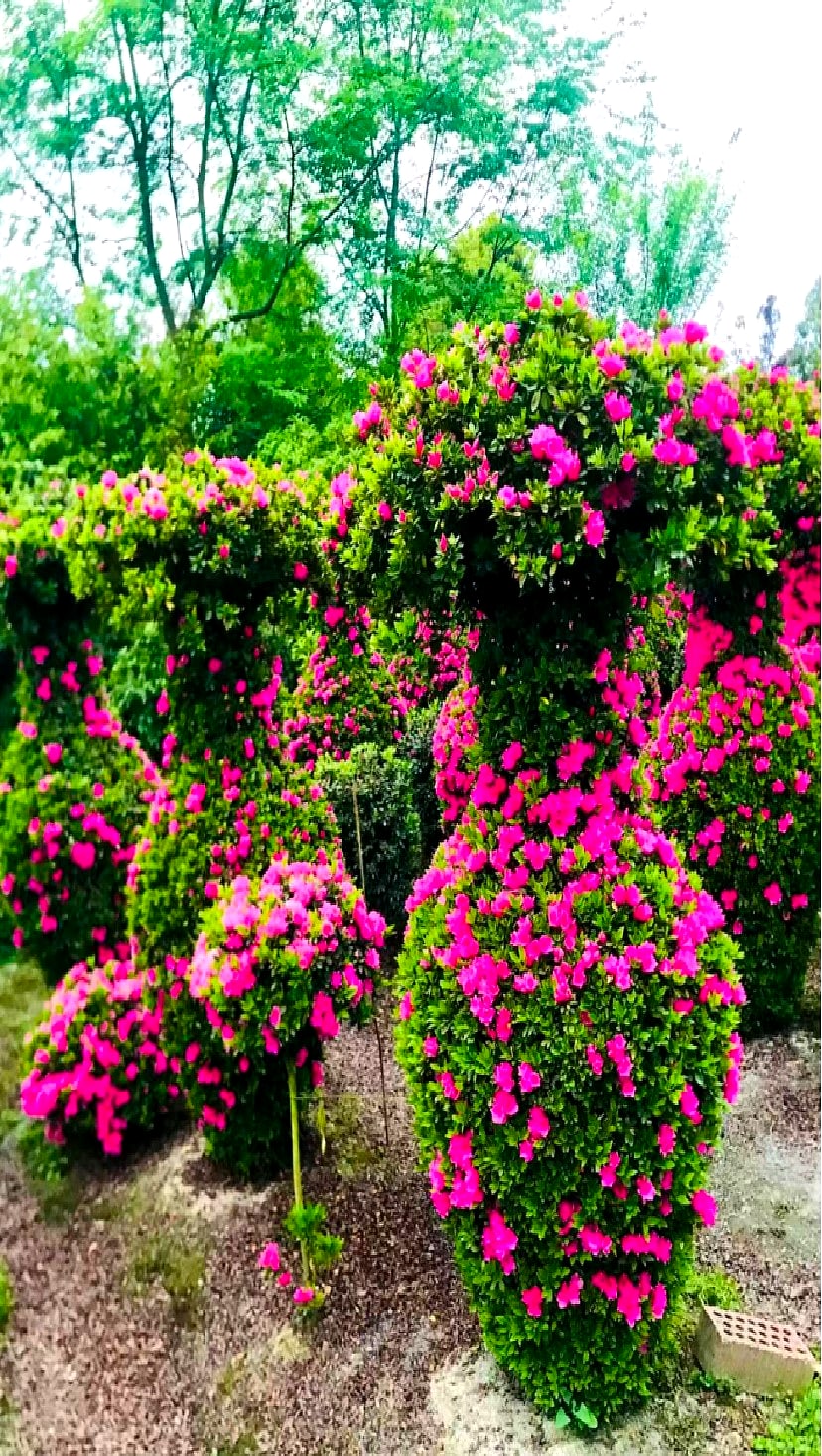 Azalea 9
