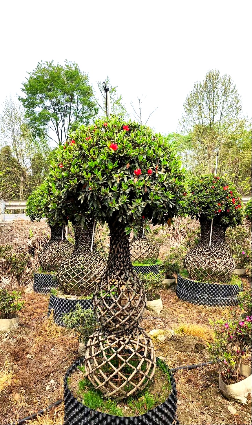 Azalea 10