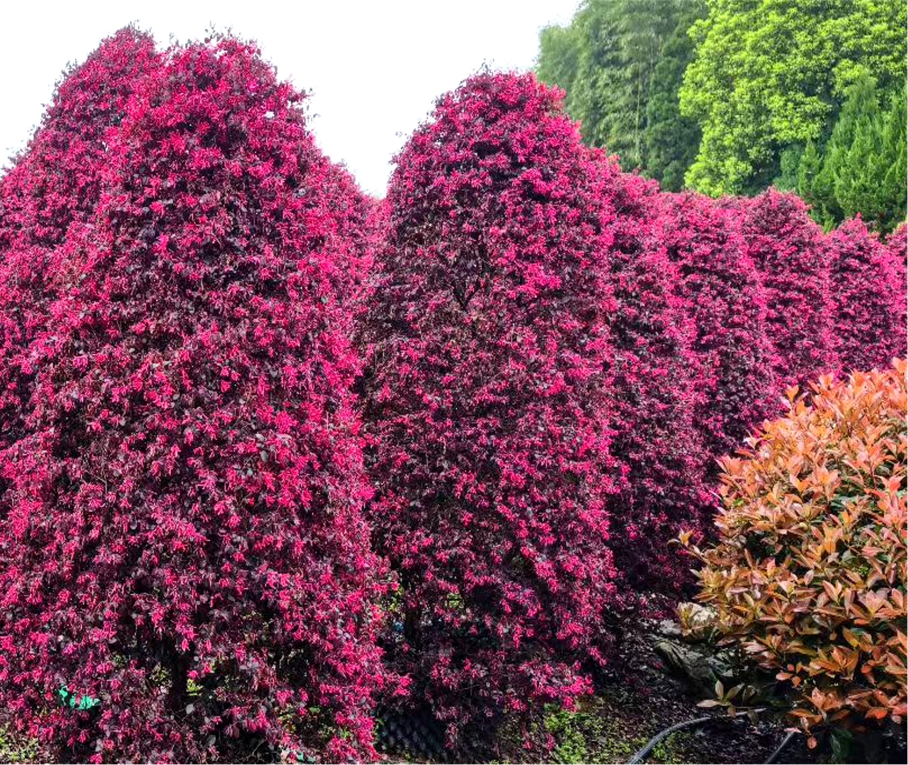 Loropetalum chinense var. rubrum（红花檵木）