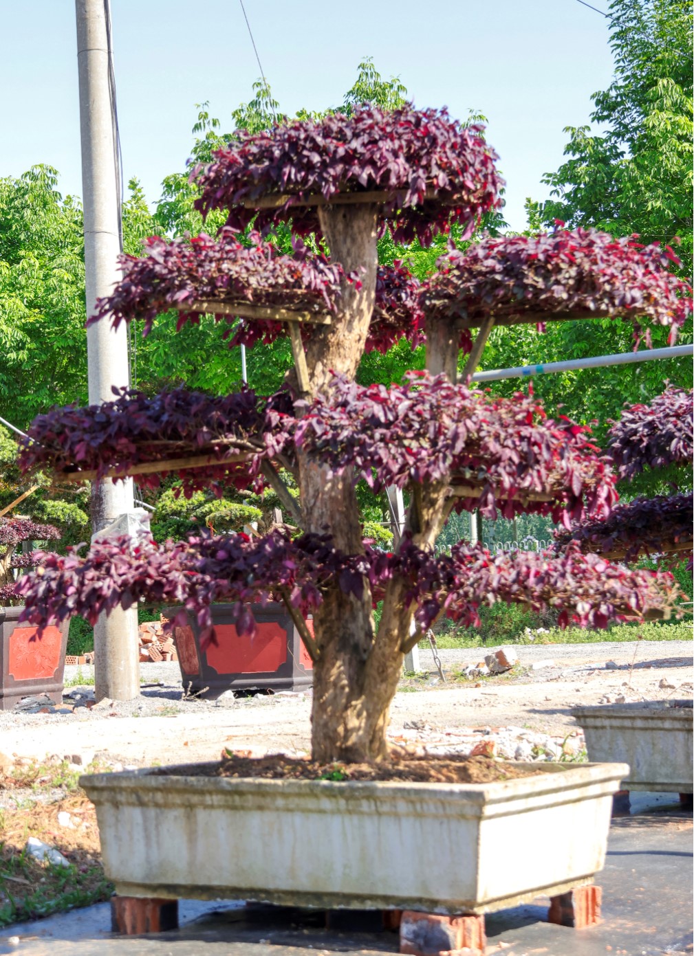 红花檵木 2