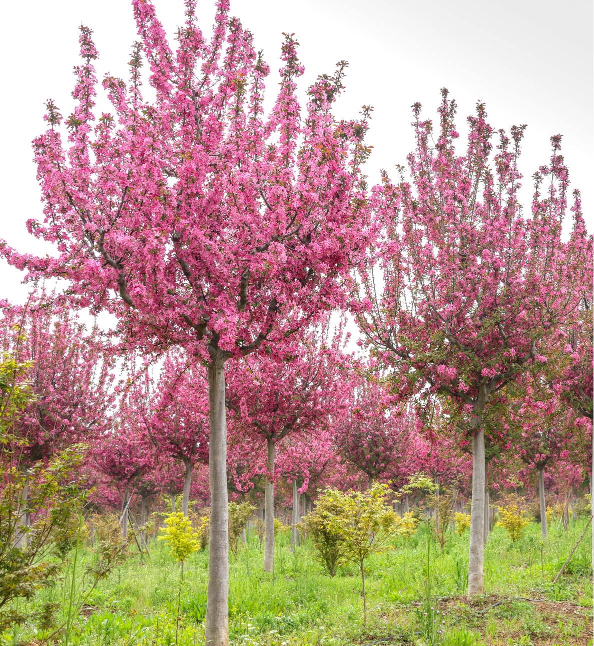 Malus 'Kelsey'（凯丽海棠）