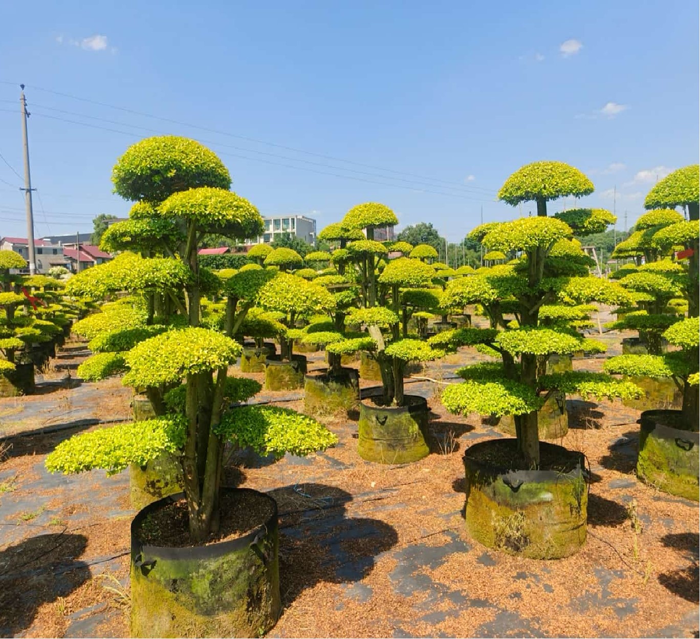 Ligustrum quihoui 'Lemon Light'（亮晶女贞）