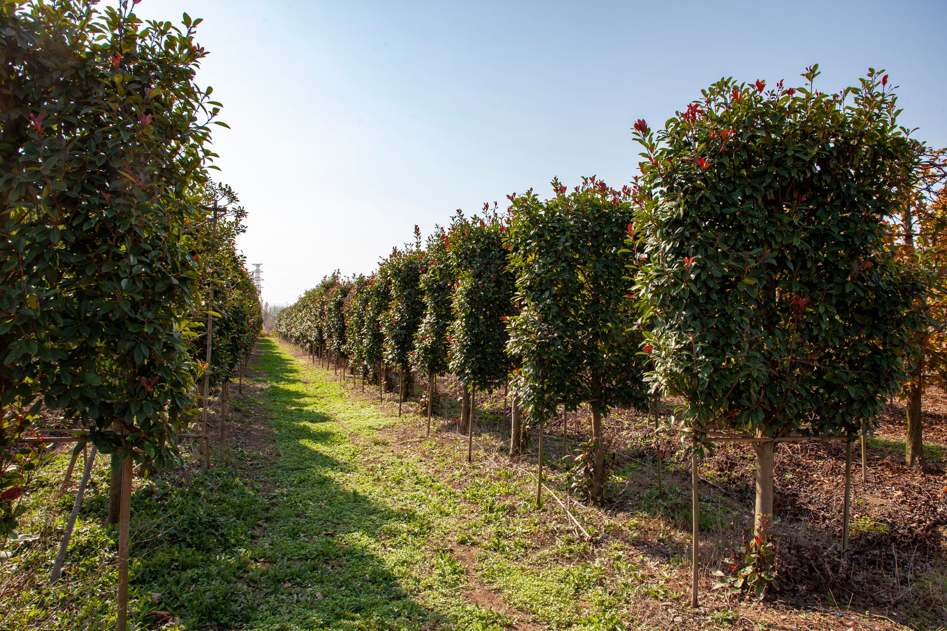 Photinia × fraseri（立面红叶石楠）