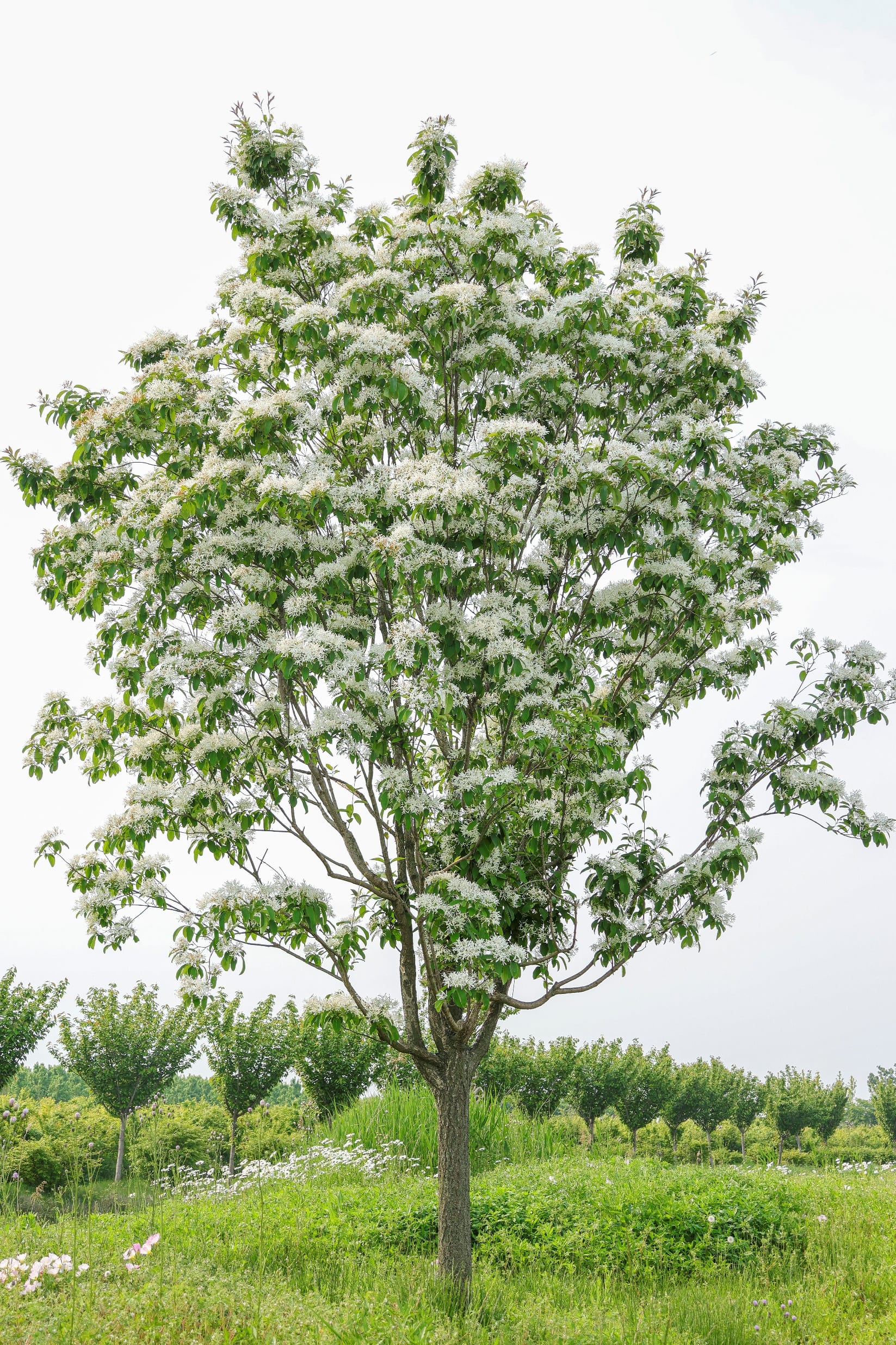 Chionanthus retusus（流苏）
