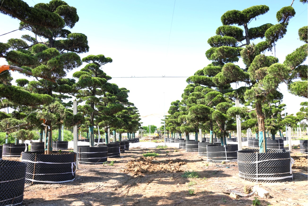 Juniperus chinensis 'Kaizuka'（龙柏）