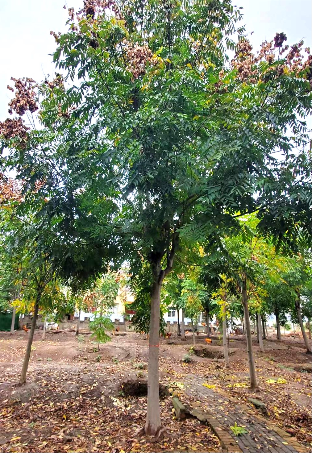 Koelreuteria bipinnata（栾树）