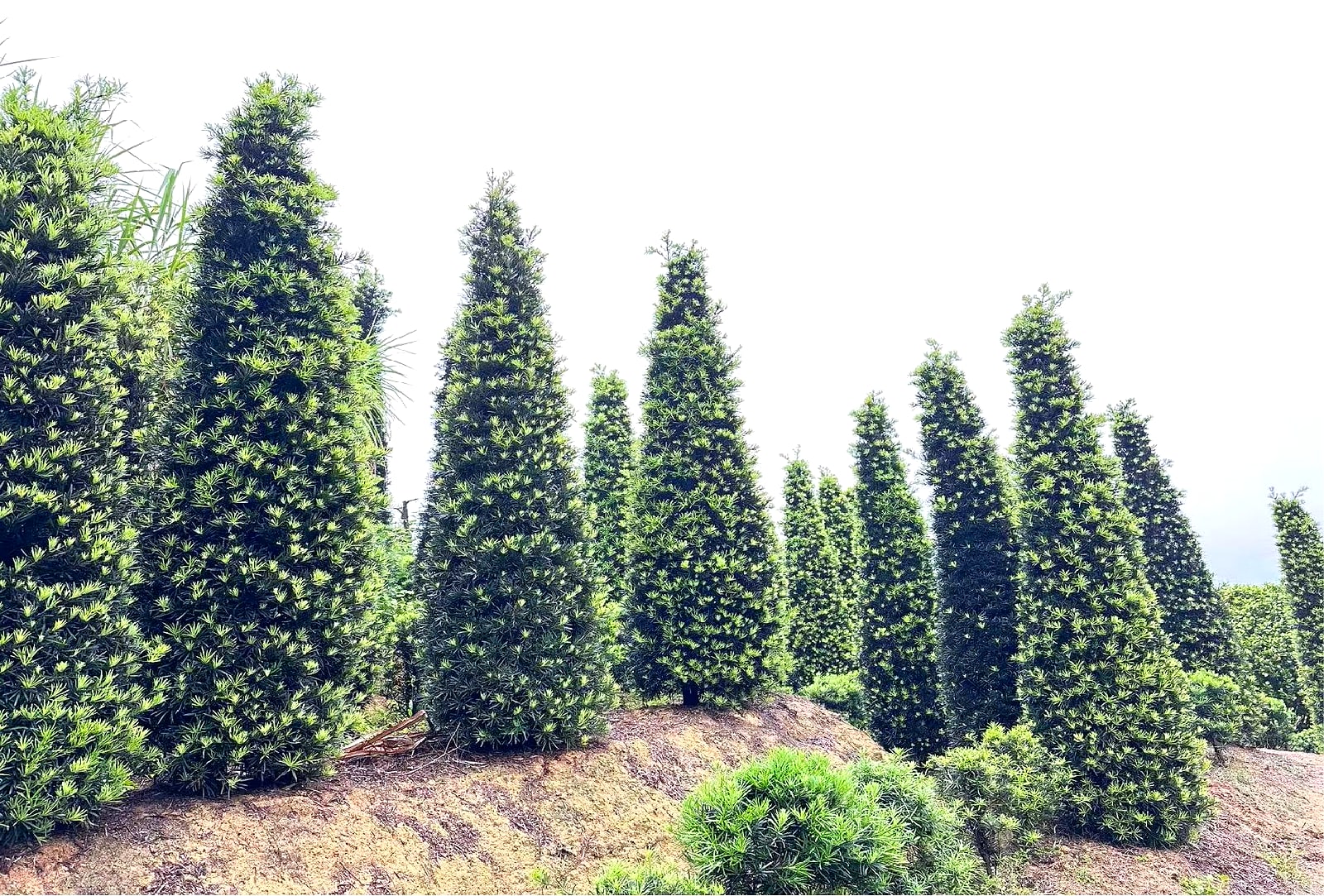 Buddhist Pine 1