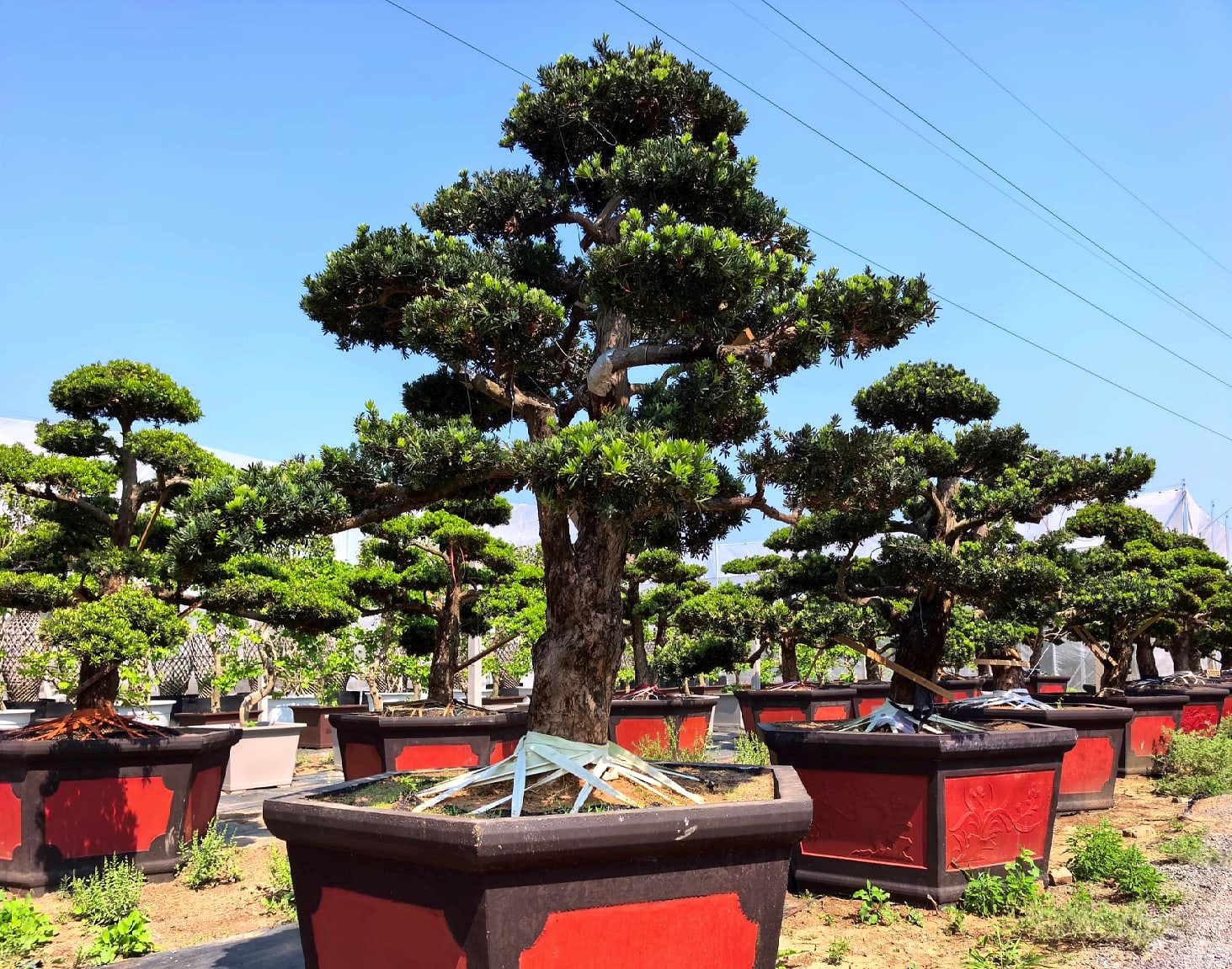 Buddhist Pine 2