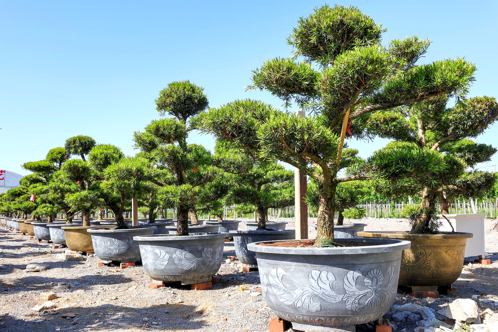 Buddhist Pine 3