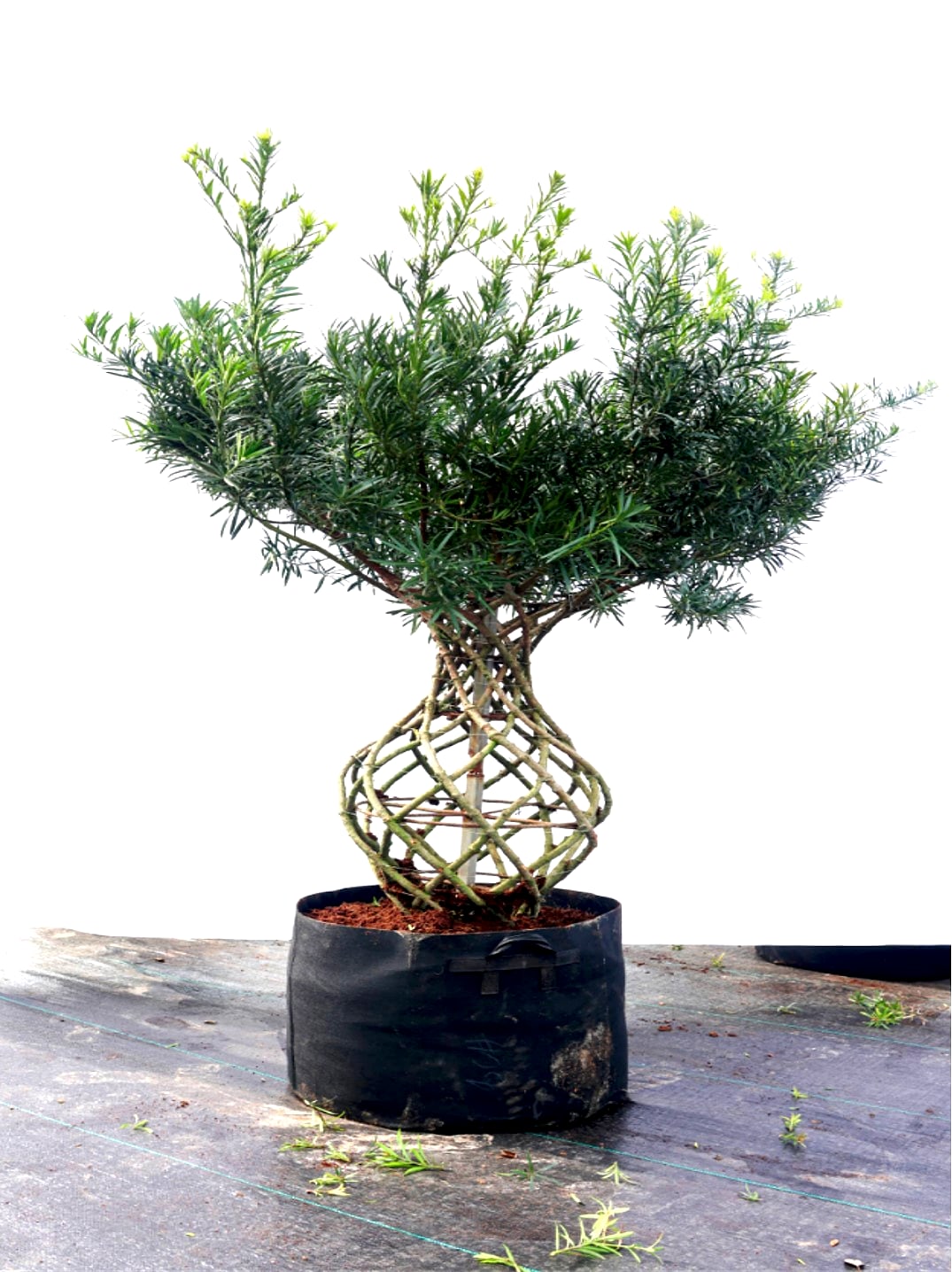 Buddhist Pine 4