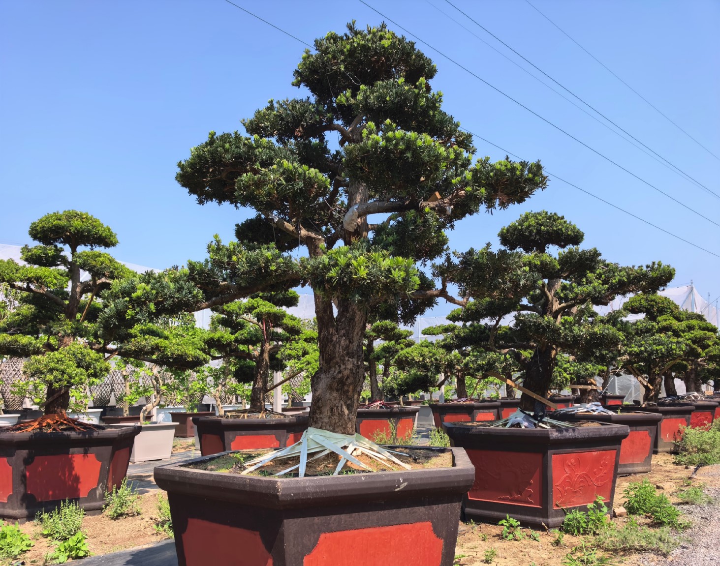 Podocarpus macrophyllus（罗汉松）