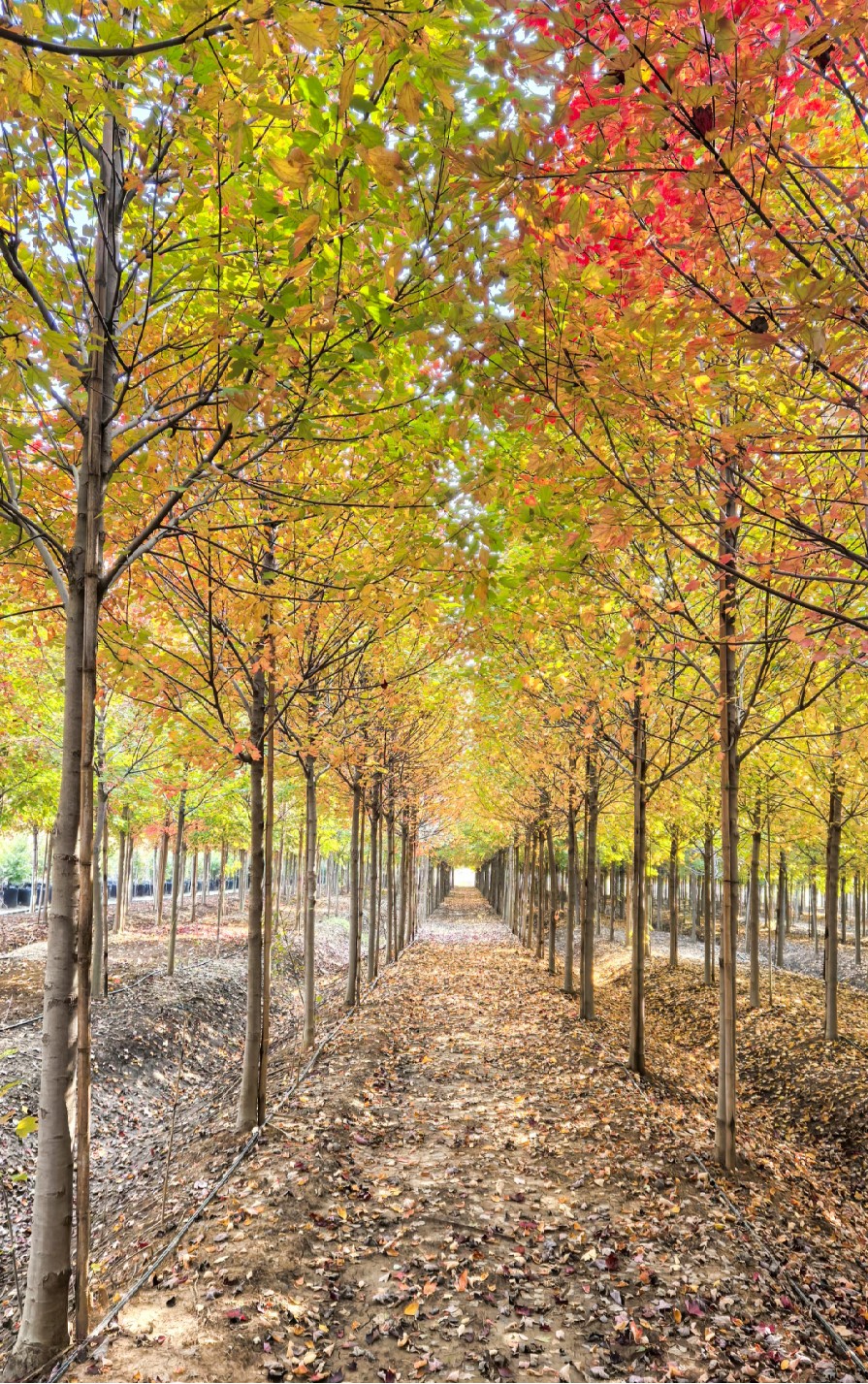 Acer rubrum（美国红枫）