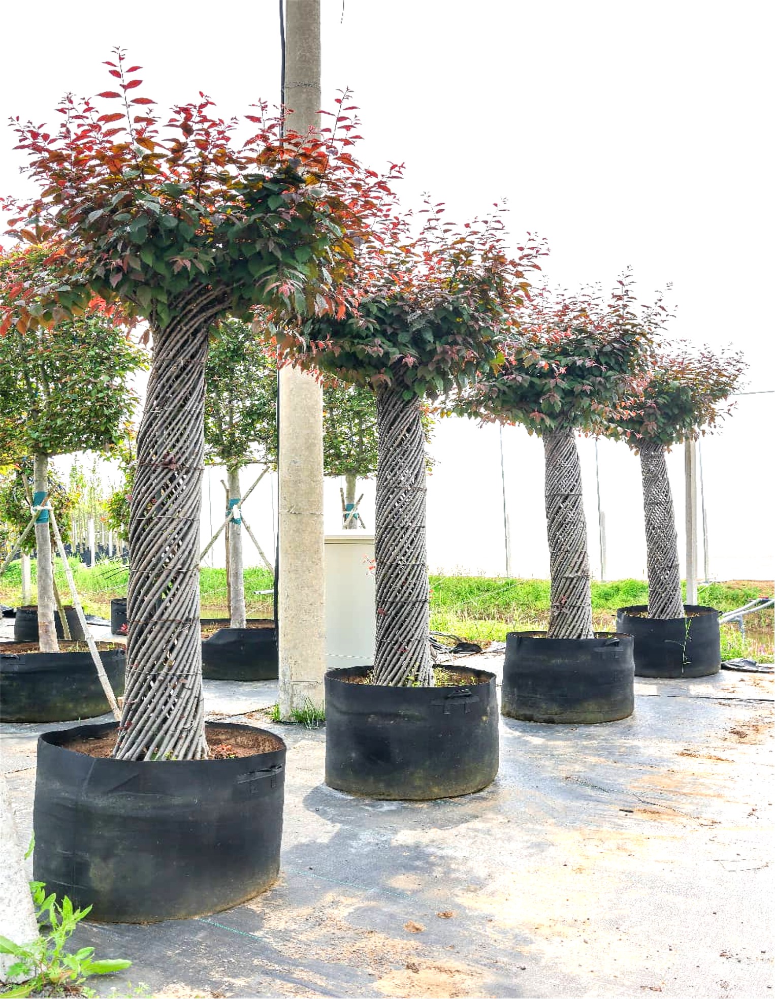 Prunus × blireana（美人梅）