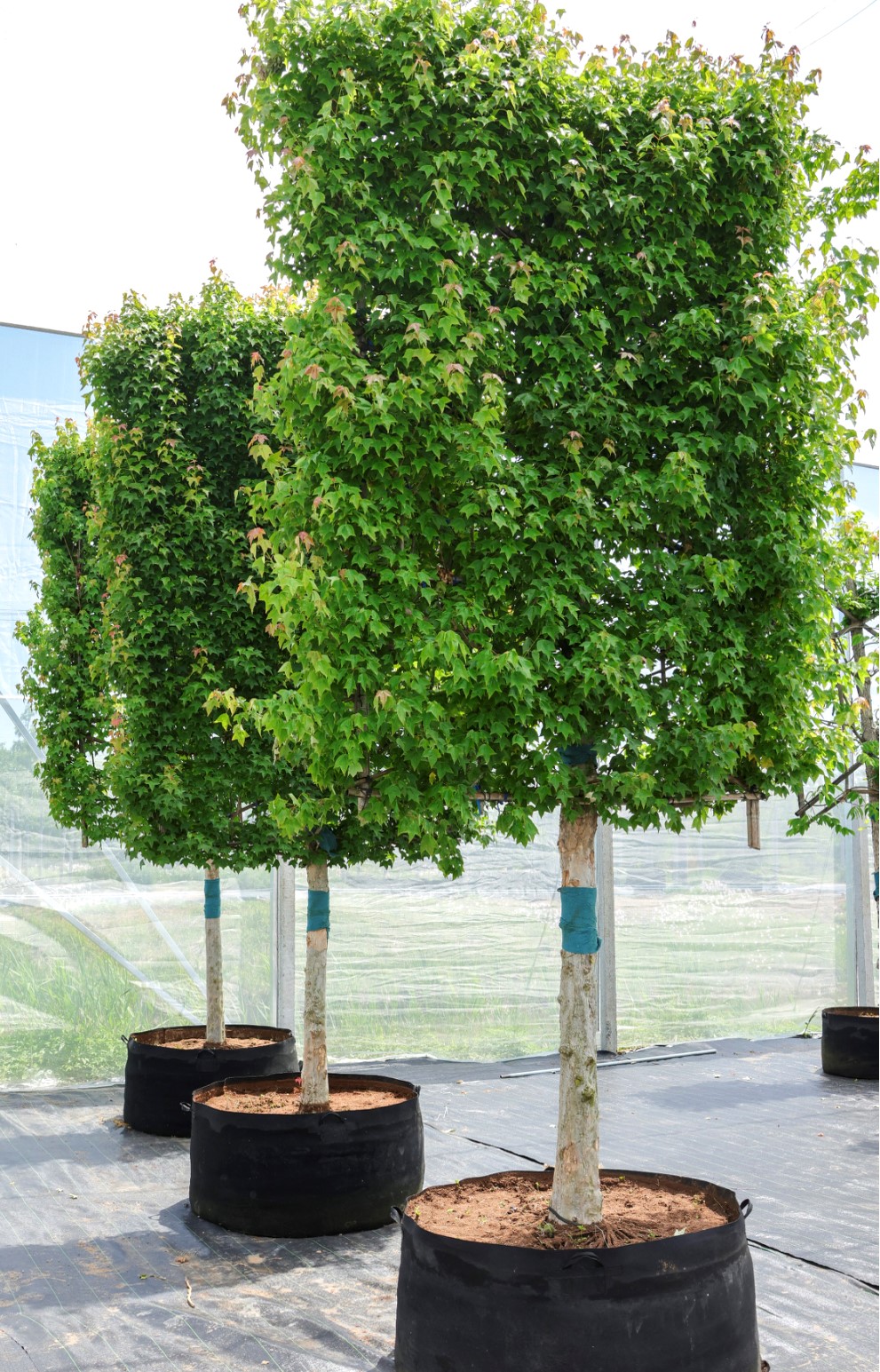 Acer buergerianum（三角枫）