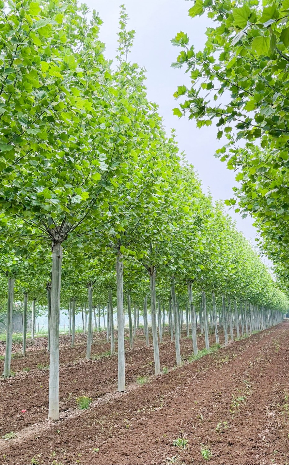 Platanus × acerifolia（少球悬铃木）