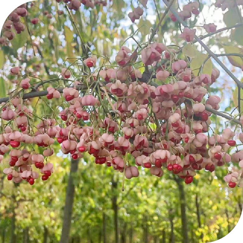 Euonymus maackii（丝棉木）