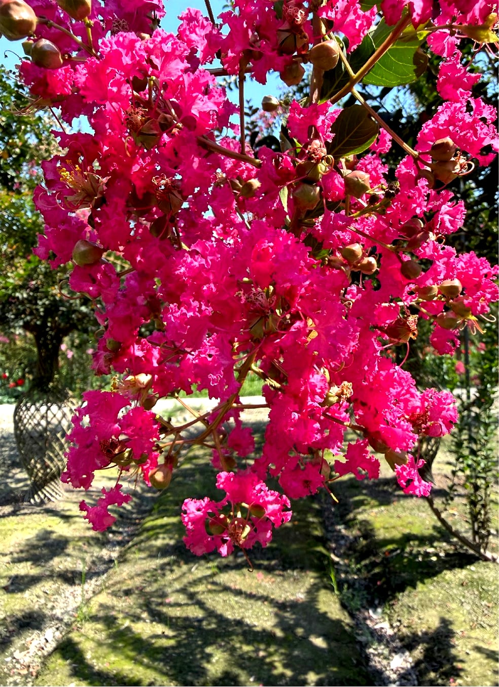 Lagerstroemia indica 'Pink Velour'（天鹅绒紫薇）