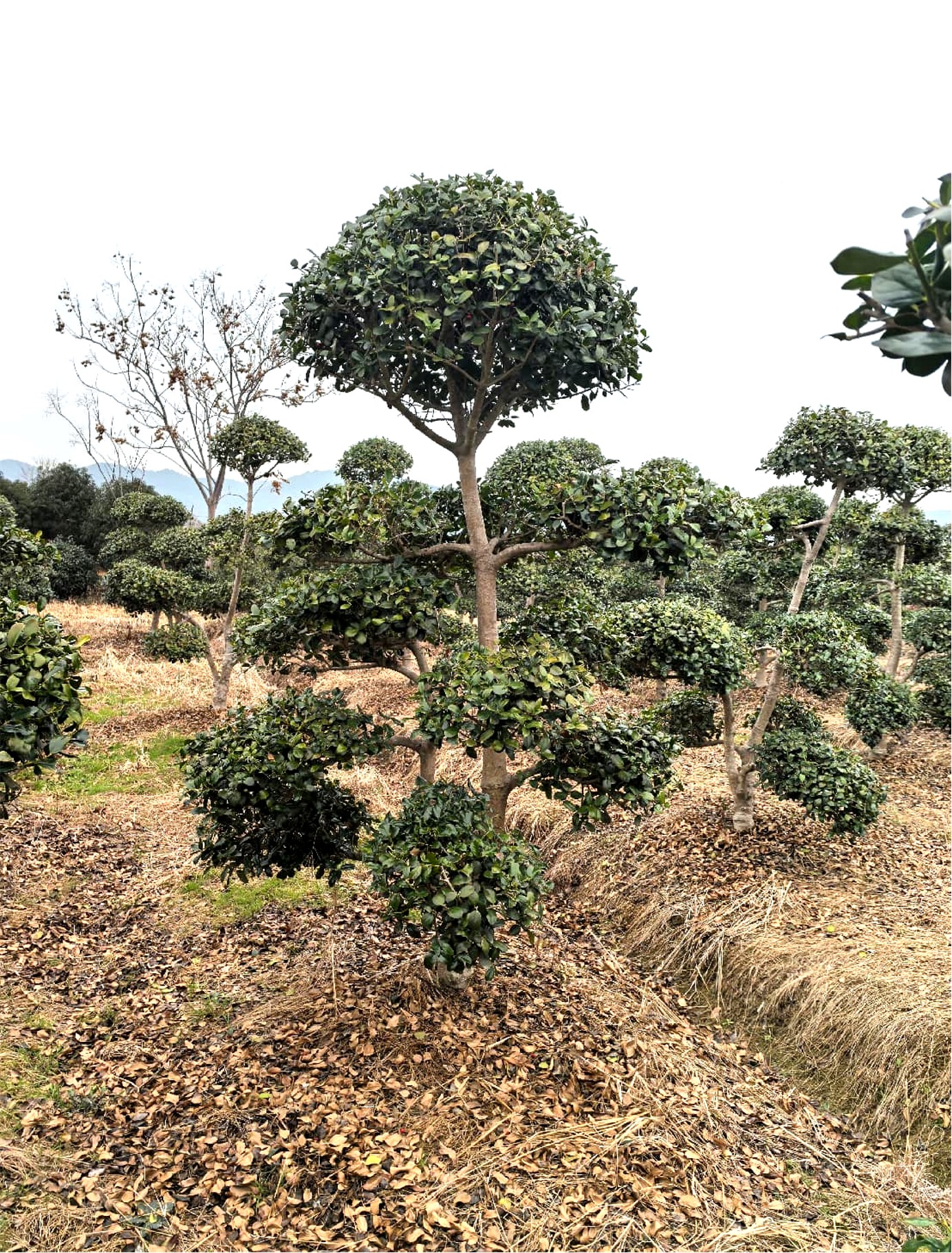 Ilex cornuta 'Burfordii'（无刺枸骨）