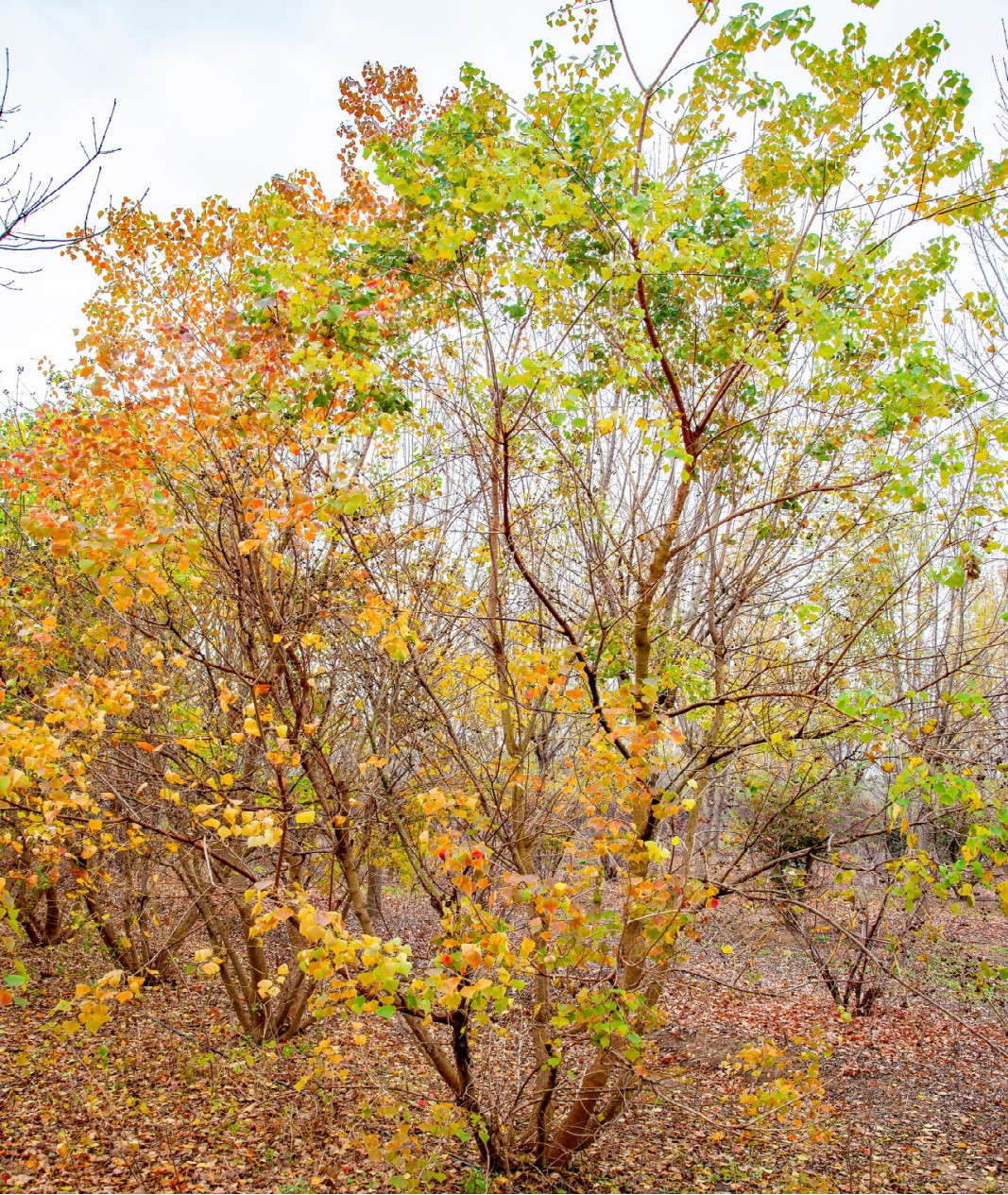 Triadica sebifera（乌桕）