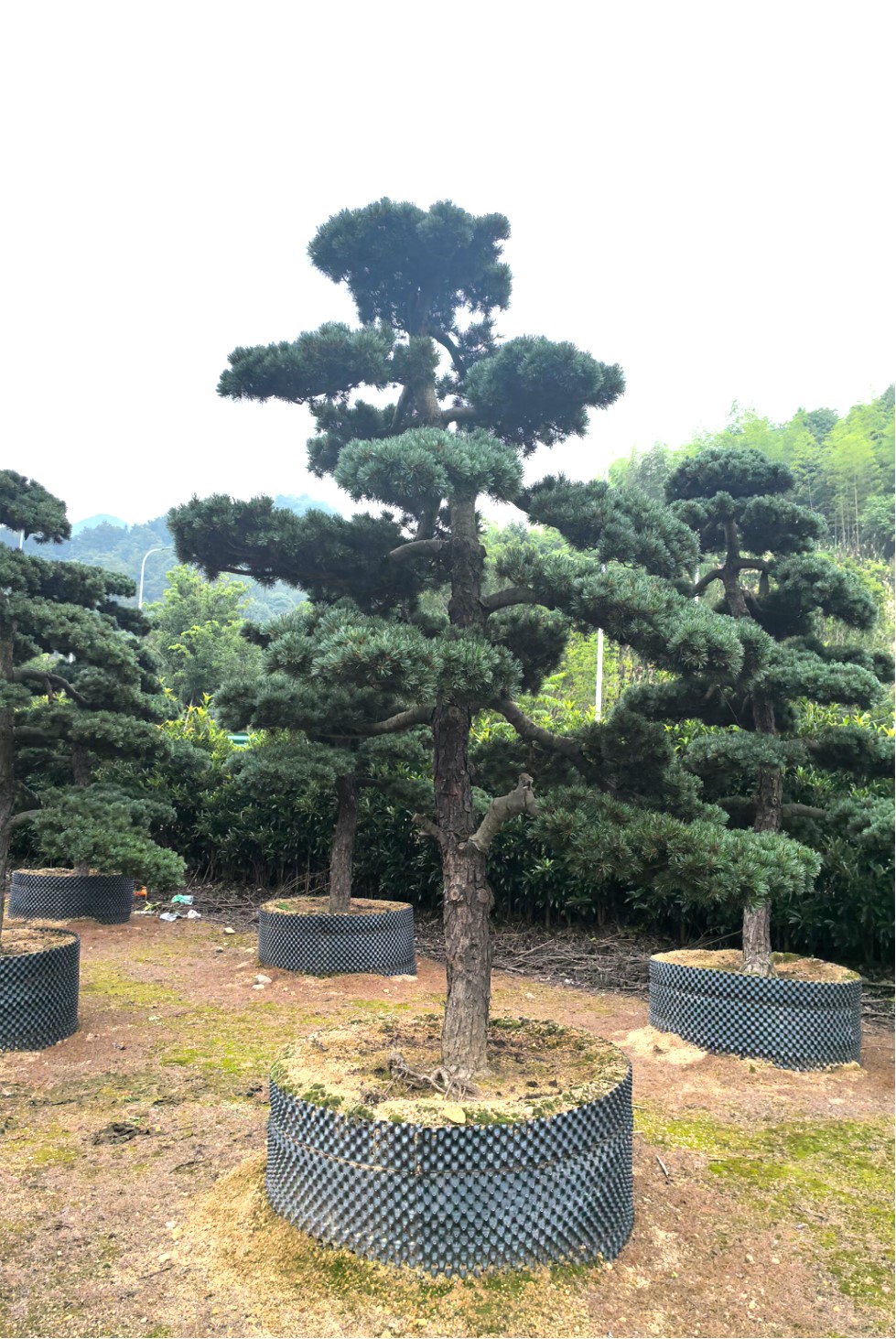 Pinus parviflora（五针松）
