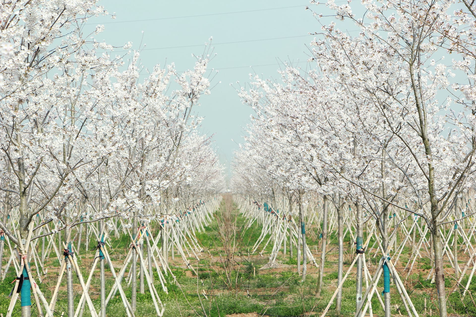 Prunus serrulata（樱花）