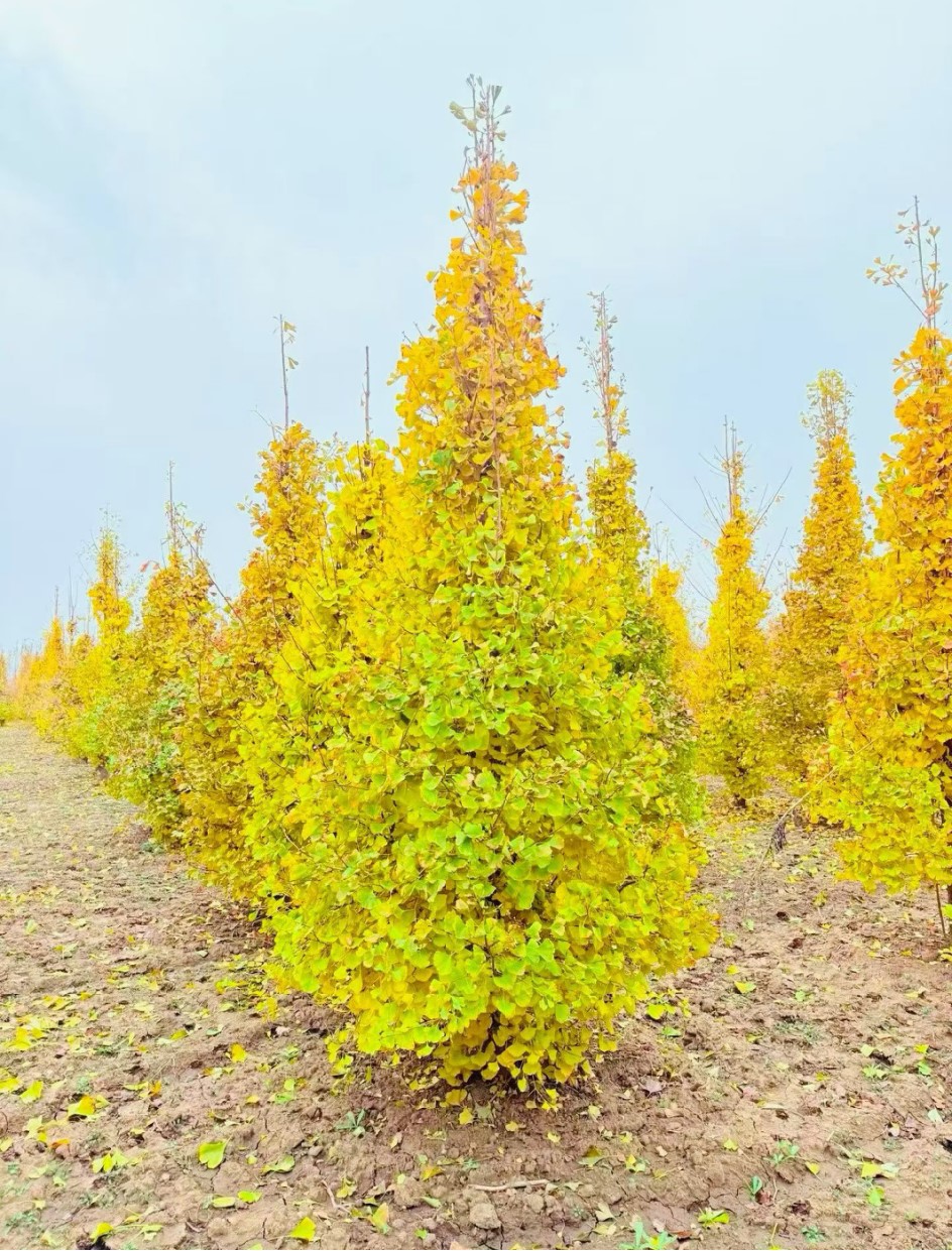 Ginkgo biloba（银杏）