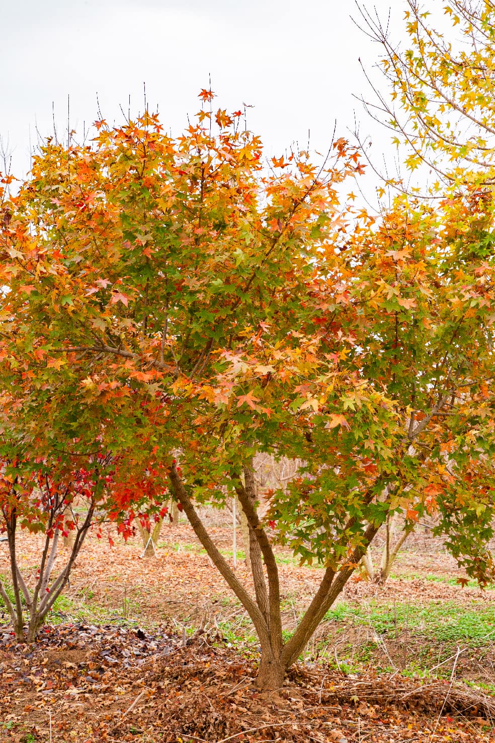 Acer truncatum（元宝枫）