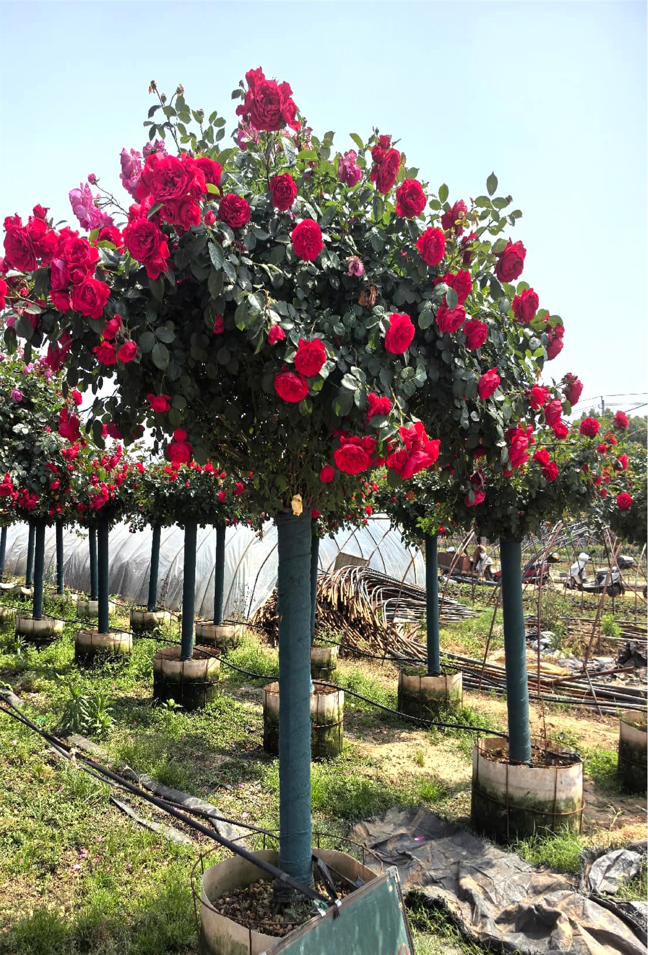 Rosa chinensis（月季）