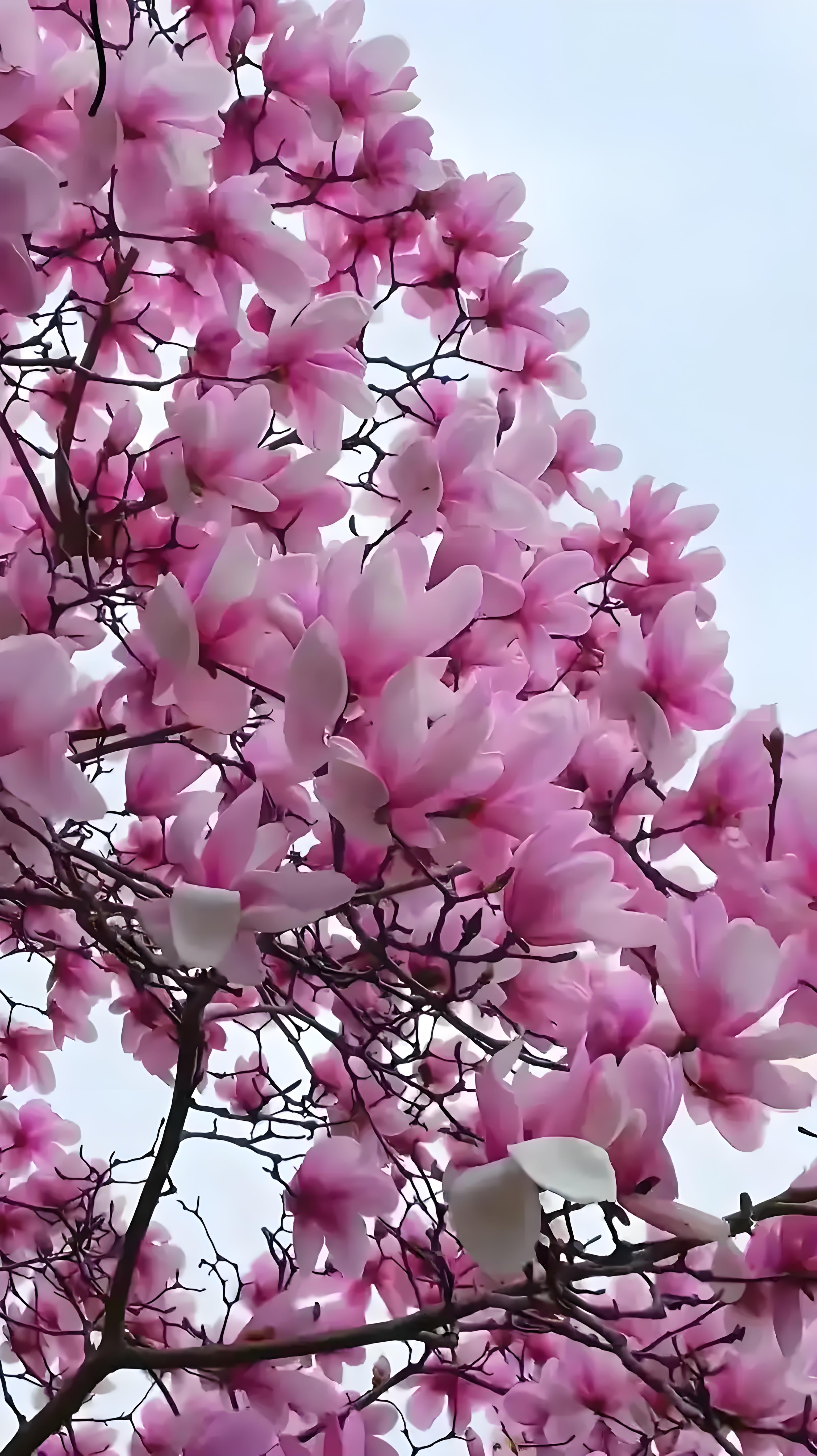 Magnolia denudata（玉兰）