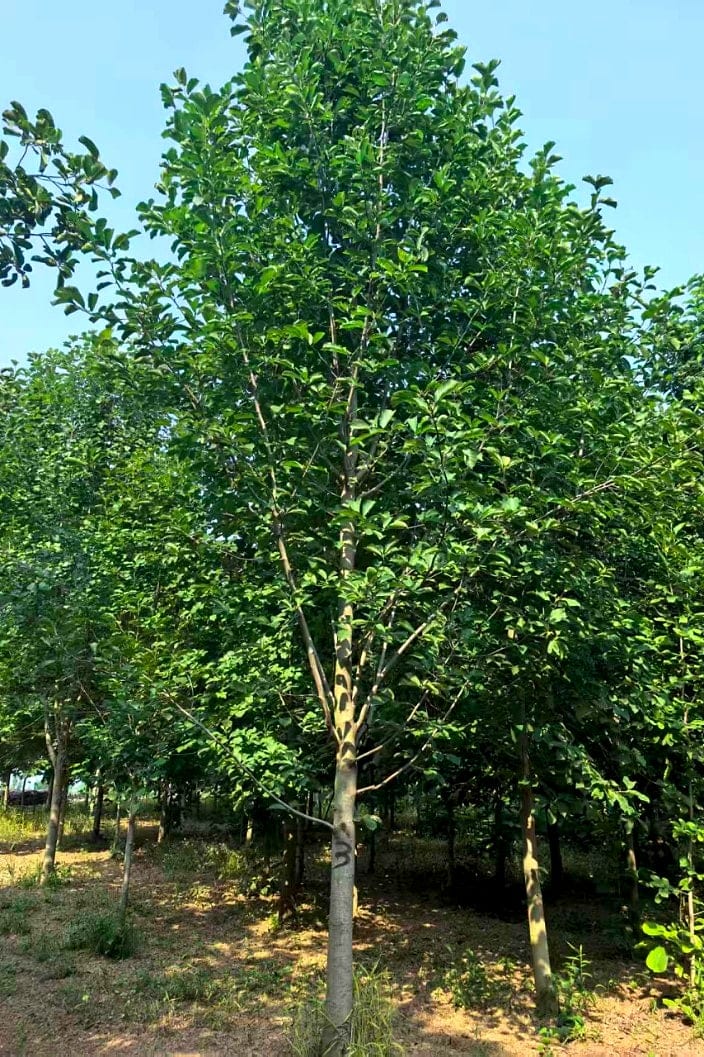 玉兰 6