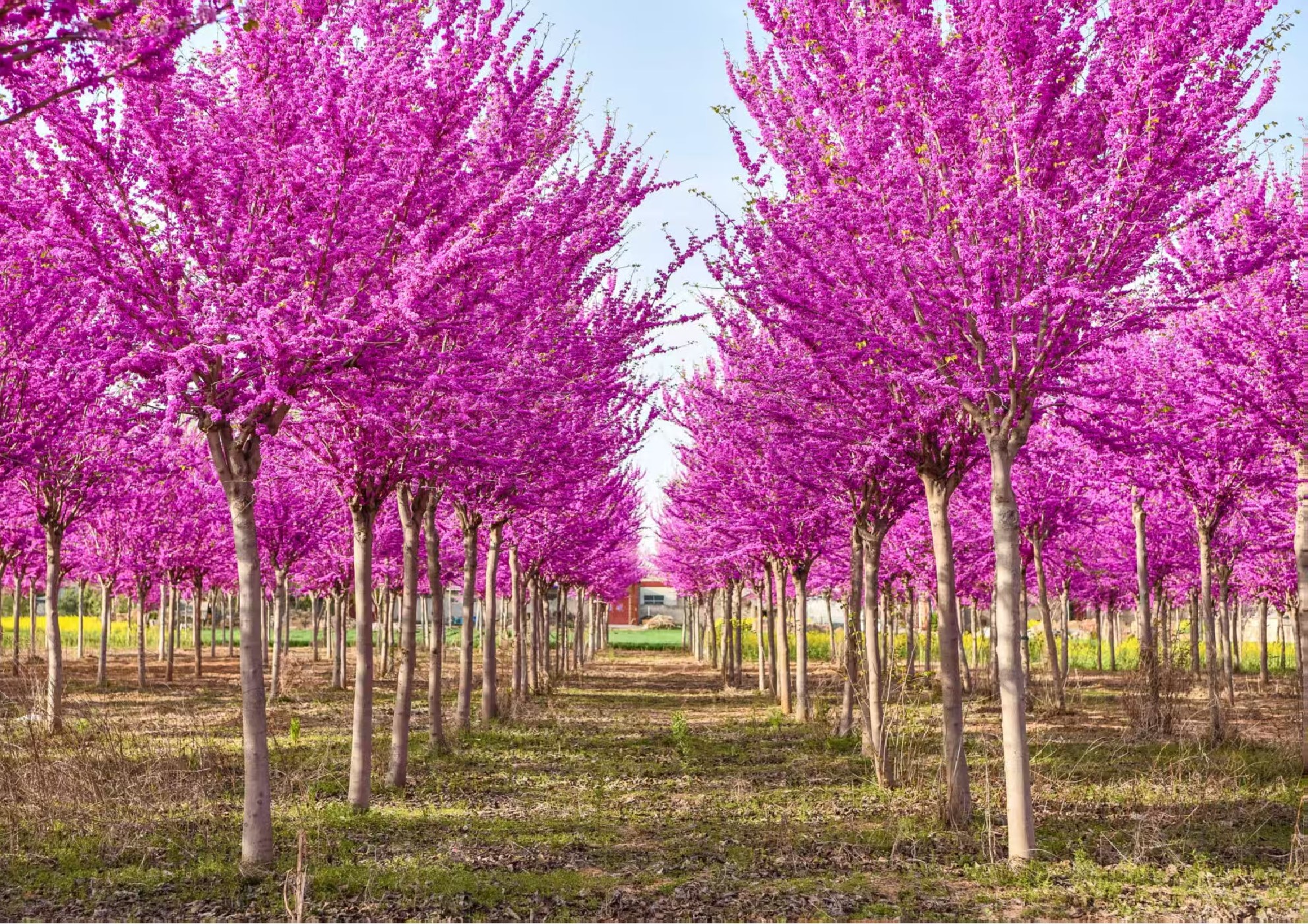 Cercis chinensis（紫荆）