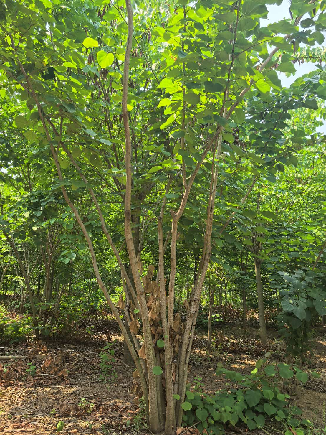 紫荆 1